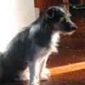 Photo of Chip 