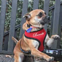 Photo of Bambi (On Trial 29/6/13)