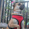 Photo of Bambi (On Trial 29/6/13)