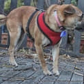 Photo of Bambi (On Trial 29/6/13)