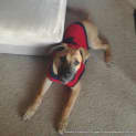 Photo of Axel (On Trial 7/7/13)