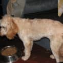 Photo of Layla