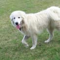 Photo of Marley