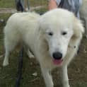Photo of Marley