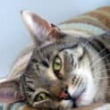 Photo of Tiger