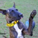 Photo of Nero (On Trial 21/7/13)