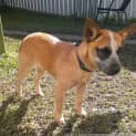 Photo of Puppy Bonnie(2) (On Trial 7/8/13)
