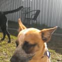 Photo of Puppy Bonnie(2) (On Trial 7/8/13)