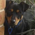 Photo of Rocky (On Rial 30/6/13)