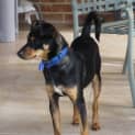Photo of Rocky (On Rial 30/6/13)