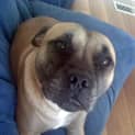 Photo of Bruno