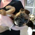 Photo of Gracie *On Trial In Her New Home*