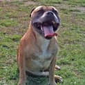 Photo of Bruno