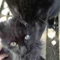 Photo of Megatron ** No More Enquiries Please **