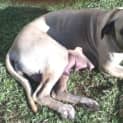 Photo of Narla