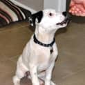 Photo of Boo (Adopted By Foster Carer 9/2014)