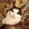 Photo of Pearl