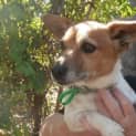 Photo of Roxy