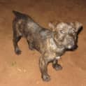 Photo of Jedd Adoption Pending