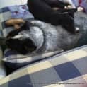 Photo of Sheba (On Trial 7/7/13)