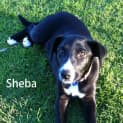 Photo of Sheba (On Trial 7/7/13)