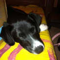 Photo of Sheba (On Trial 7/7/13)