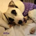 Photo of Alfie (On Trial 9/7/13)