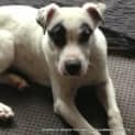 Photo of Alfie (On Trial 9/7/13)