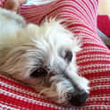 Photo of Gypsy