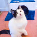 Photo of Penny