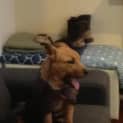 Photo of Digger