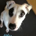 Photo of Alfie (On Trial 9/7/13)