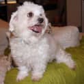 Photo of Millie