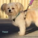 Photo of Peanut (On Trial 13/7/13)