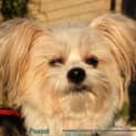 Photo of Peanut (On Trial 13/7/13)
