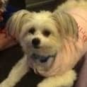 Photo of Peanut (On Trial 13/7/13)