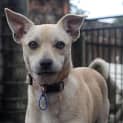 Photo of Puppy, Finn (On Trial 21/8/13)