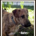 Photo of Harley.. A True Gentleman!
