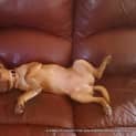 Photo of Puppy Mia (On Trial 24/7/13)