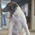 Photo of Puppy, Cooper (On Trial 14/7/13)