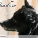 Photo of Shadow (On Trial 28/7/13)