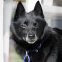 Photo of Shadow (On Trial 28/7/13)