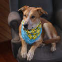 Photo of Digby (On Trial 31/7/13)
