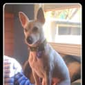 Photo of Spotty (On Trial 2/8/13)