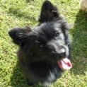 Photo of Romy *On Trial In Her New Home*