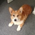 Photo of Benny