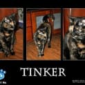 Photo of Tinker (Bn C159) 