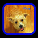 Photo of Benji (On Trial 14/7/13)