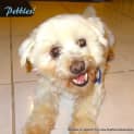 Photo of Pebbles (On Trial 28/7/13)