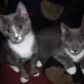 Photo of Simon & Simone (Kittens)